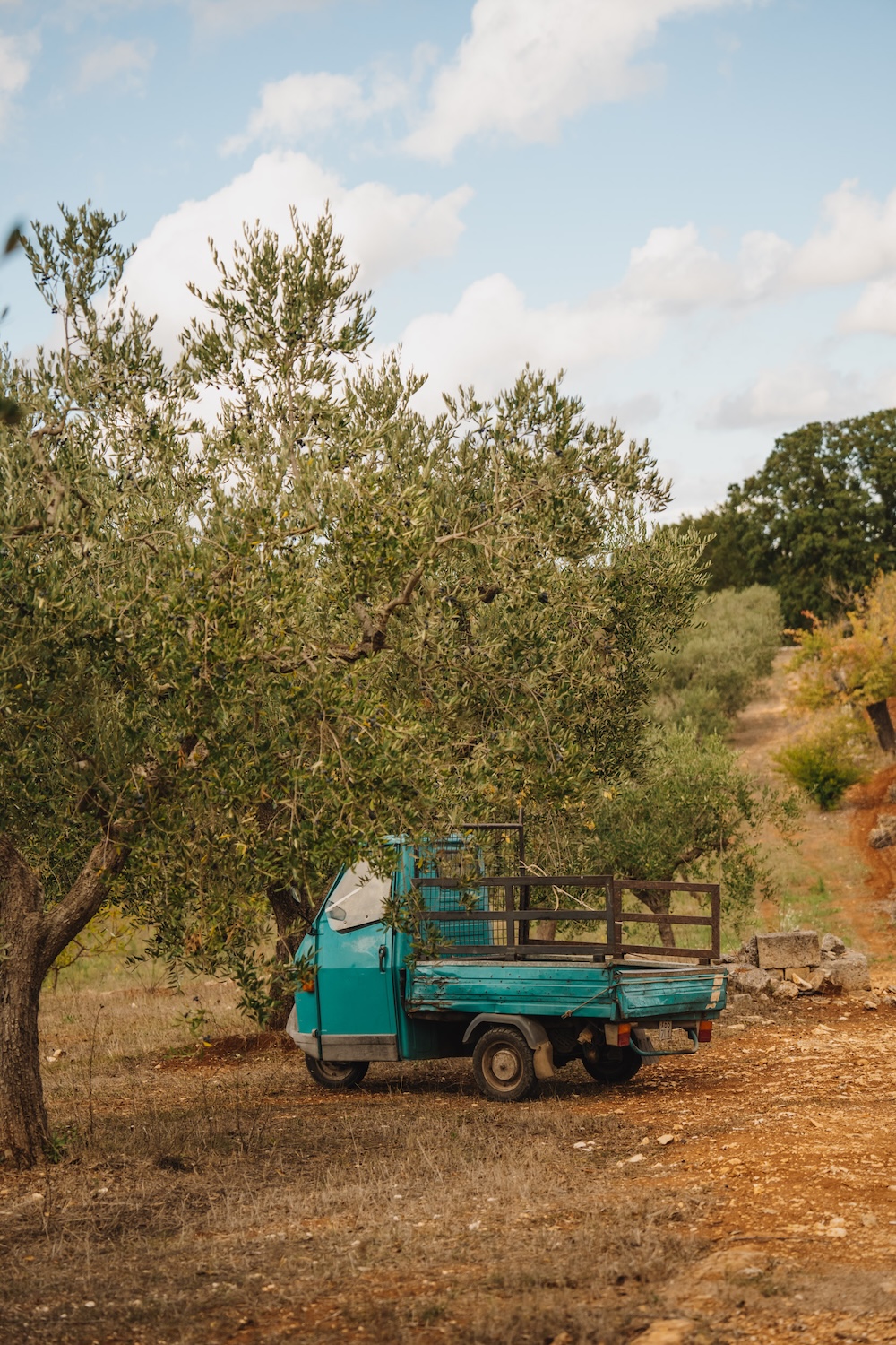 Puglia Italië vakanties olijfolie Apulië olijfolie Italië roadtrip