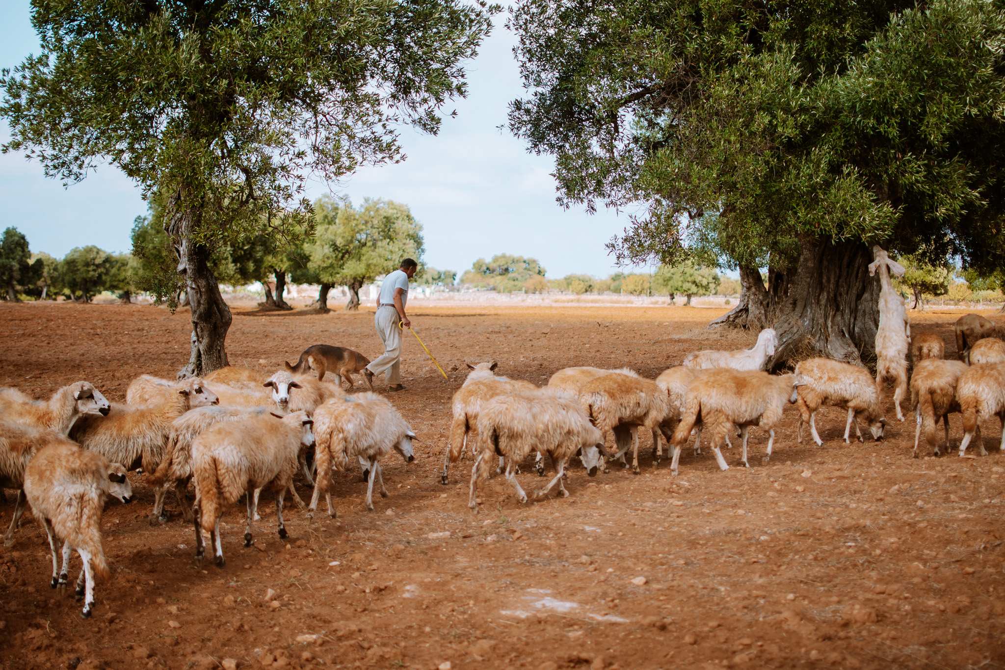 sheep in Puglia